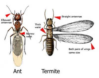 Ant / termite identification — illustrative source image