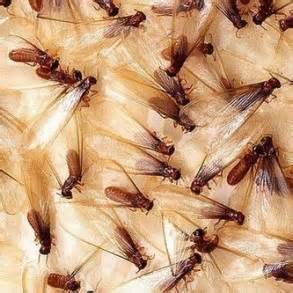 Termite swarmers — illustrative source image